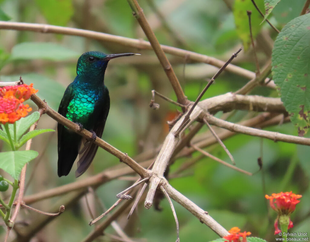 Colibri à menton bleu mâle adulte