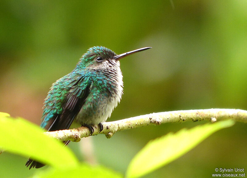 Colibri à menton bleu femelle adulte