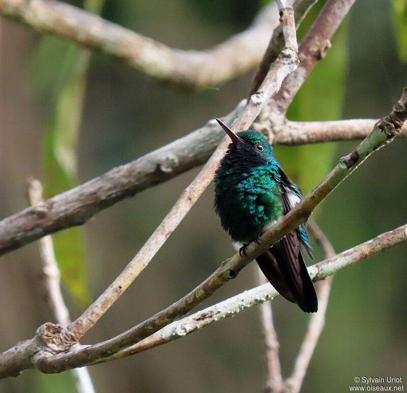 Blue-chinned Sapphire male adult