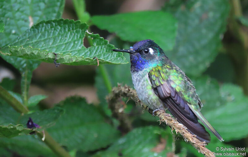 Colibri à tête violetteadulte