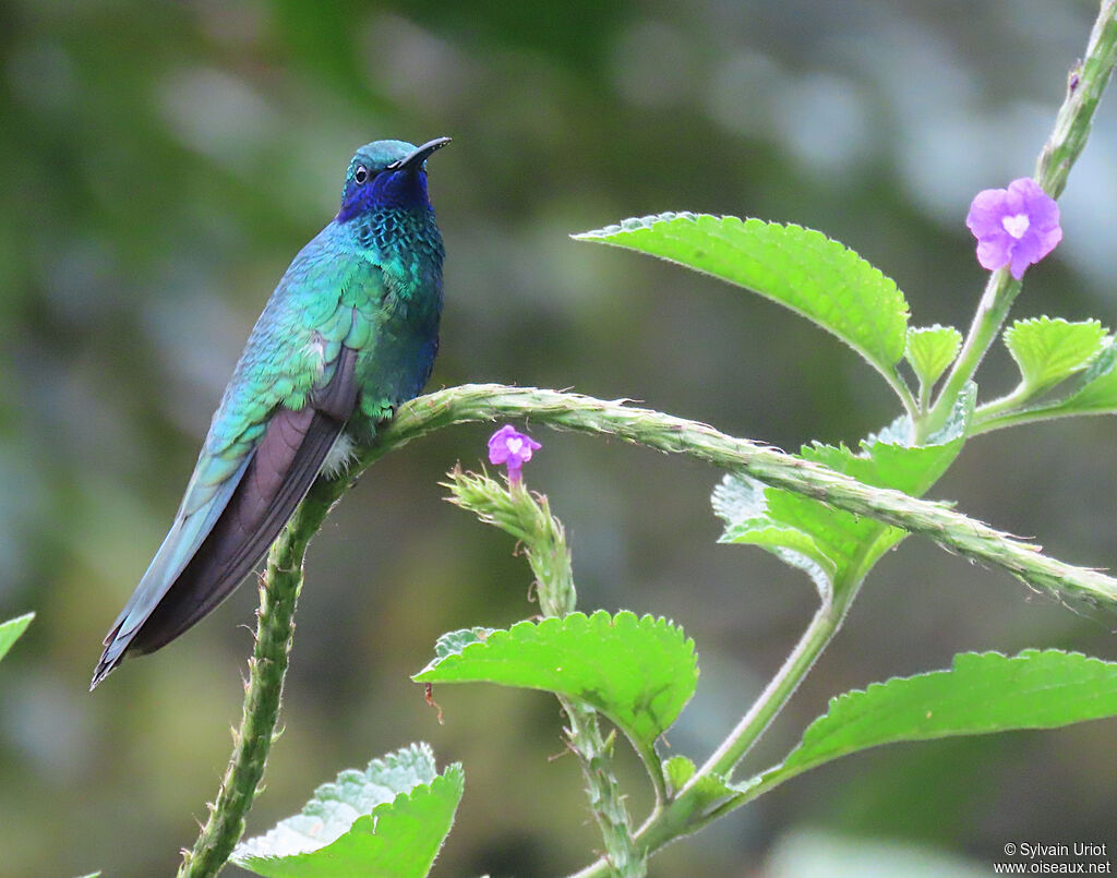 Colibri d'Anaïs