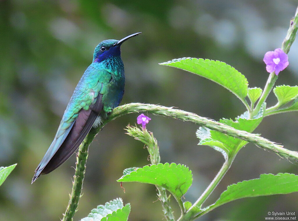 Colibri d'Anaïs