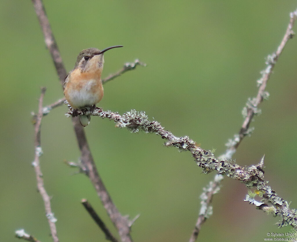 Colibri de Fanny