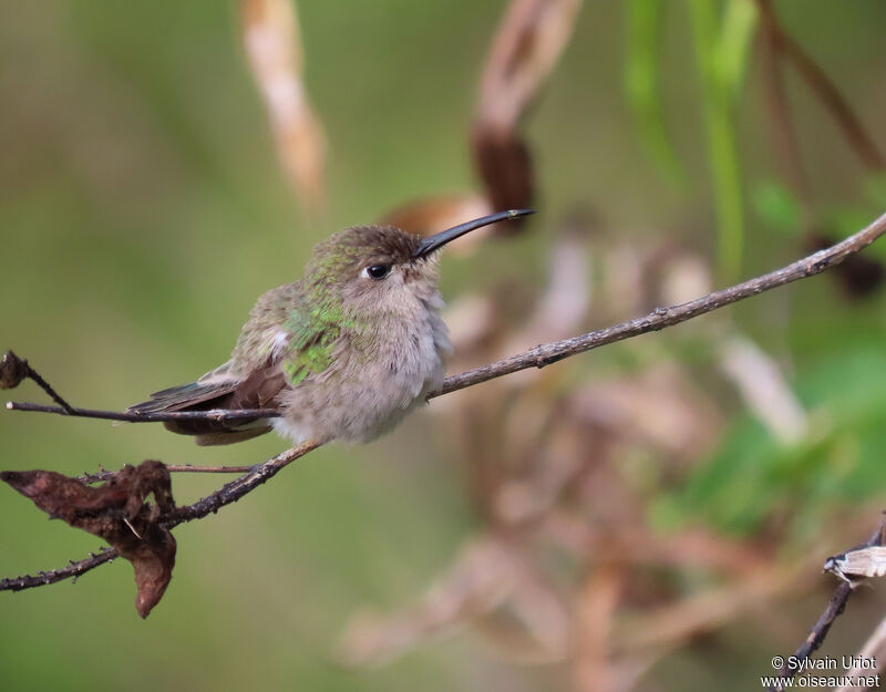 Tumbes Hummingbird