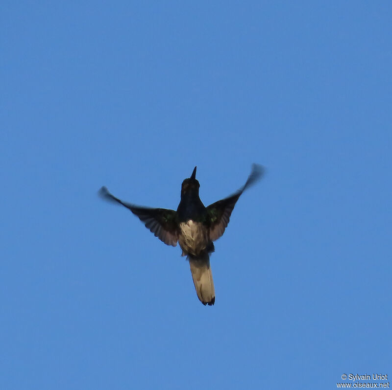 Colibri jacobin mâle adulte