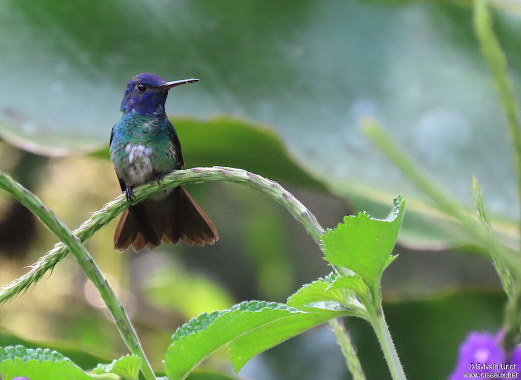 Colibri oenone