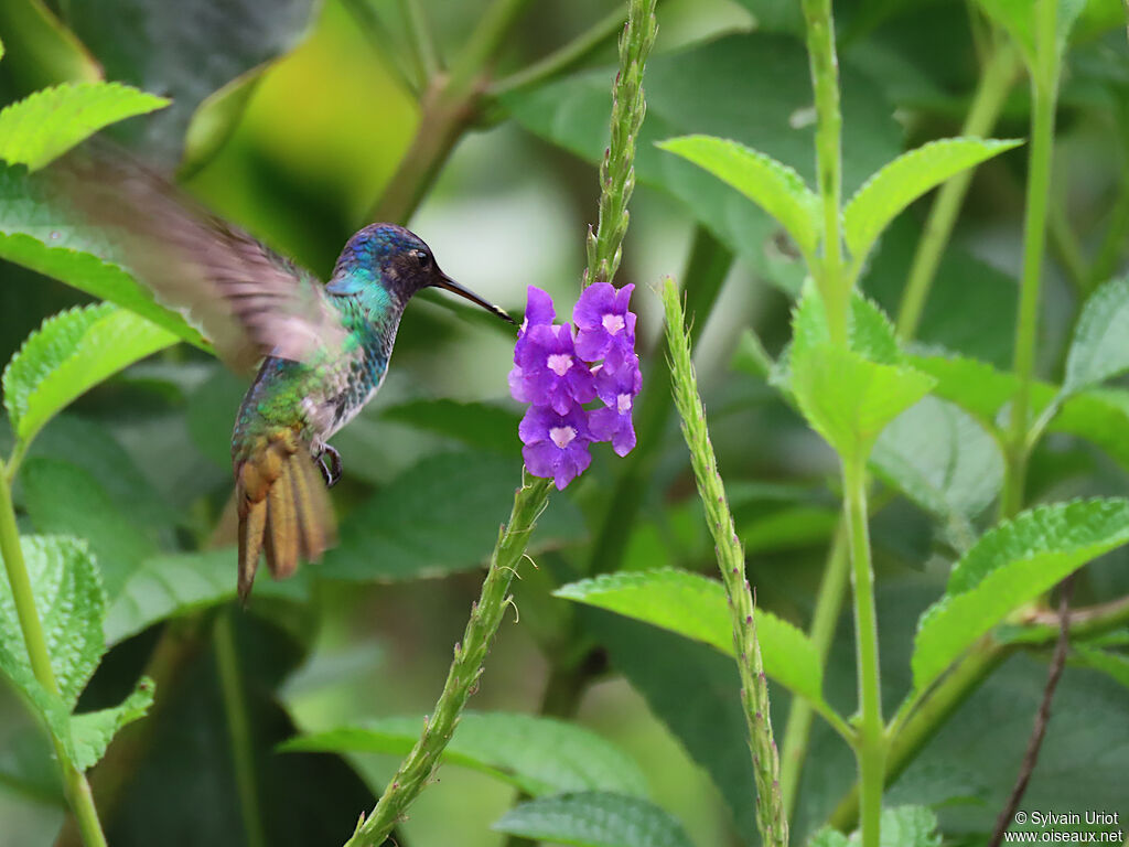 Colibri oenone