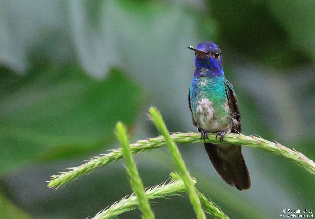 Colibri oenone