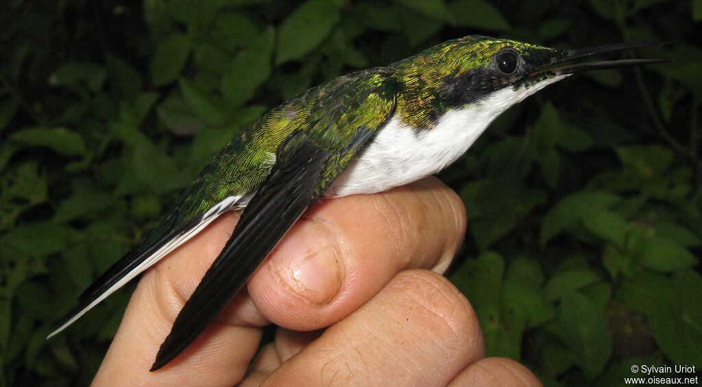 Colibri oreillard mâle adulte