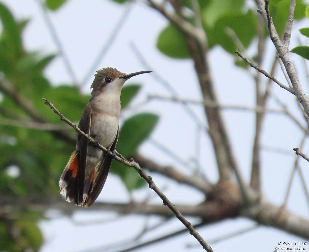 Colibri rubis-topaze femelle adulte