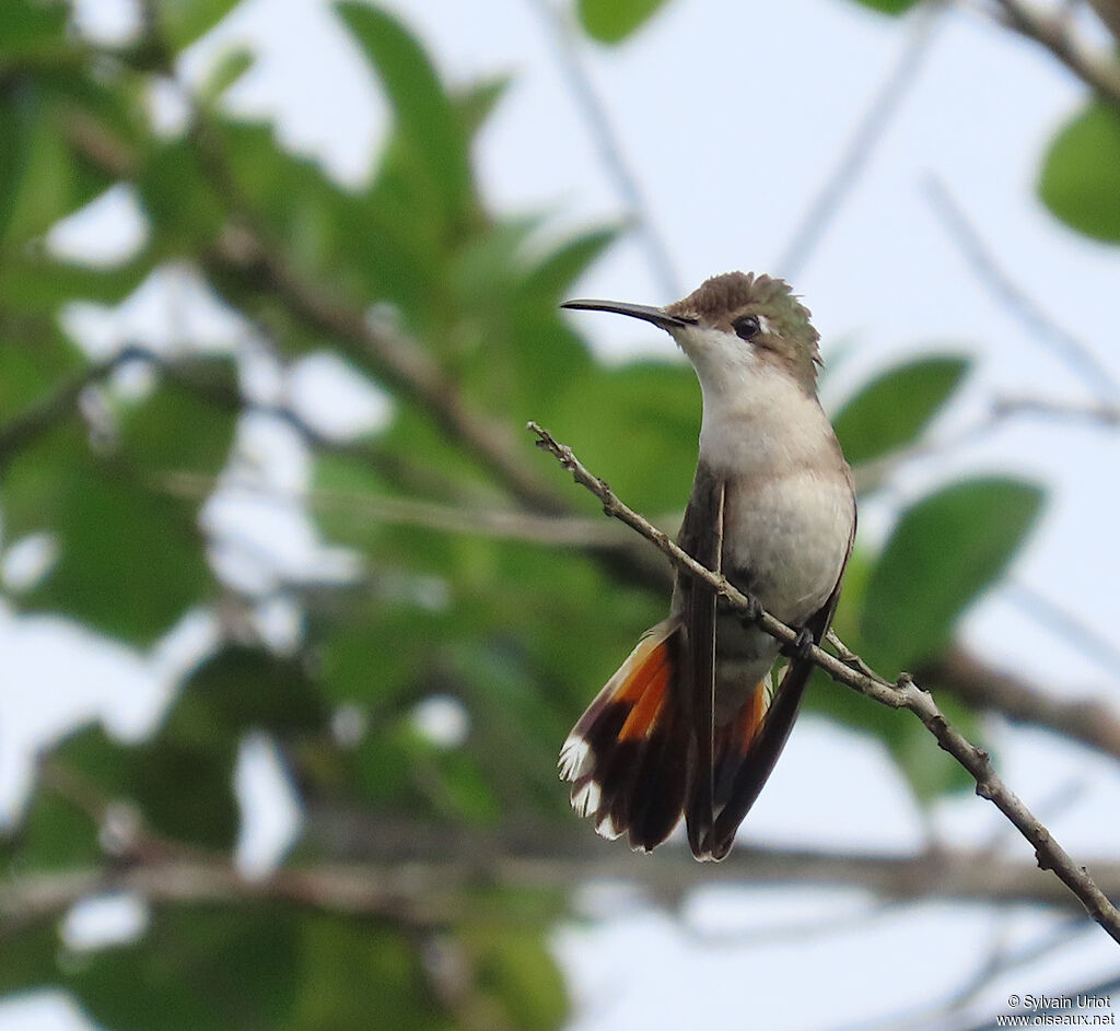 Colibri rubis-topaze femelle adulte