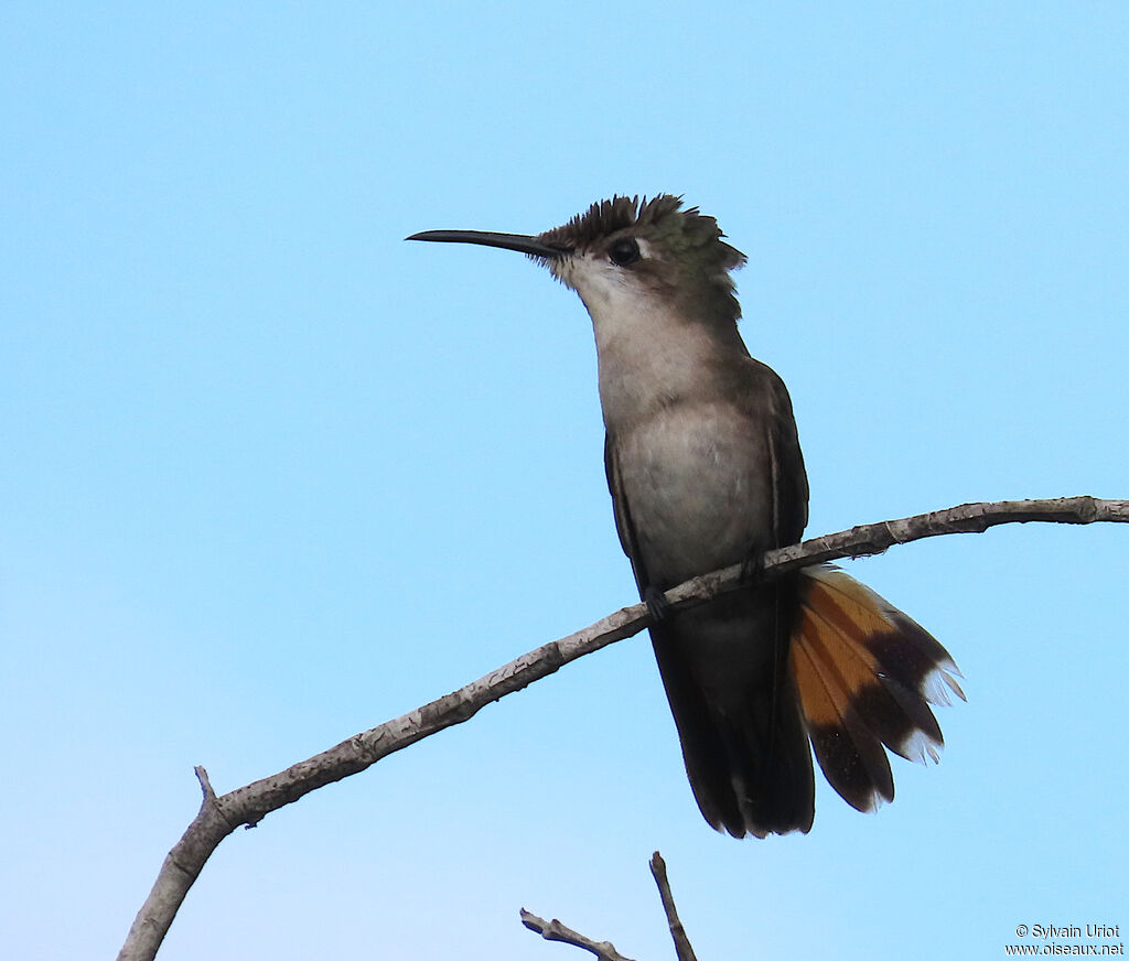 Colibri rubis-topaze femelle adulte