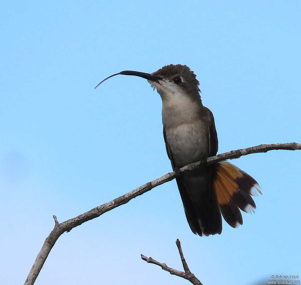 Colibri rubis-topaze femelle adulte