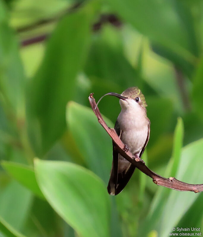 Ruby-topaz Hummingbird female adult