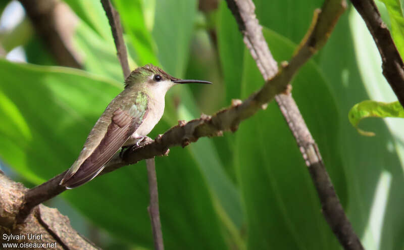 Colibri rubis-topaze femelle adulte, identification