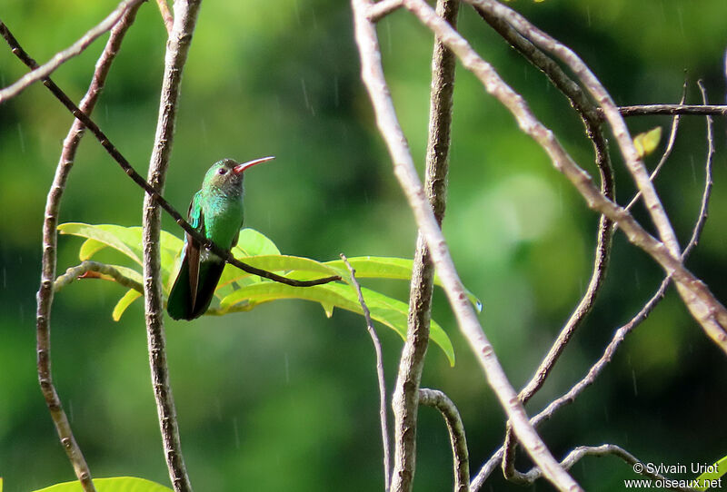 Colibri tout-vert mâle adulte