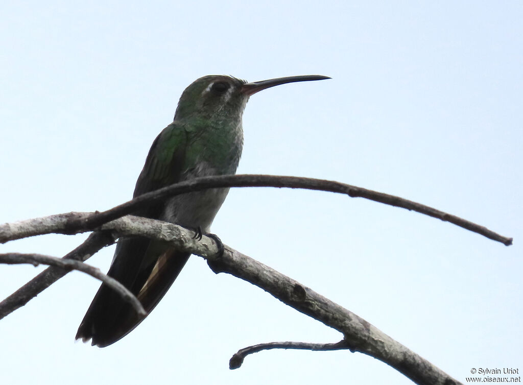 Green-tailed Goldenthroat