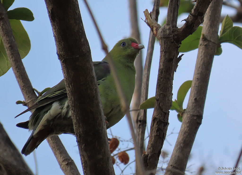 African Green Pigeonadult