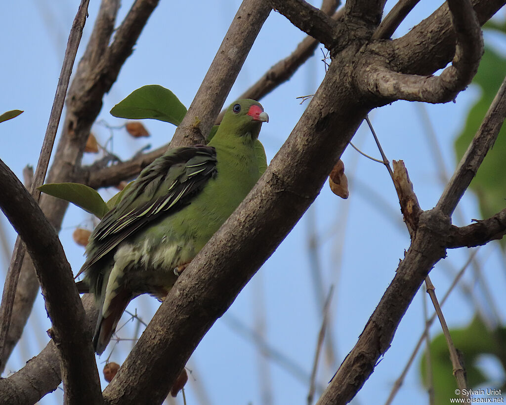 African Green Pigeonadult