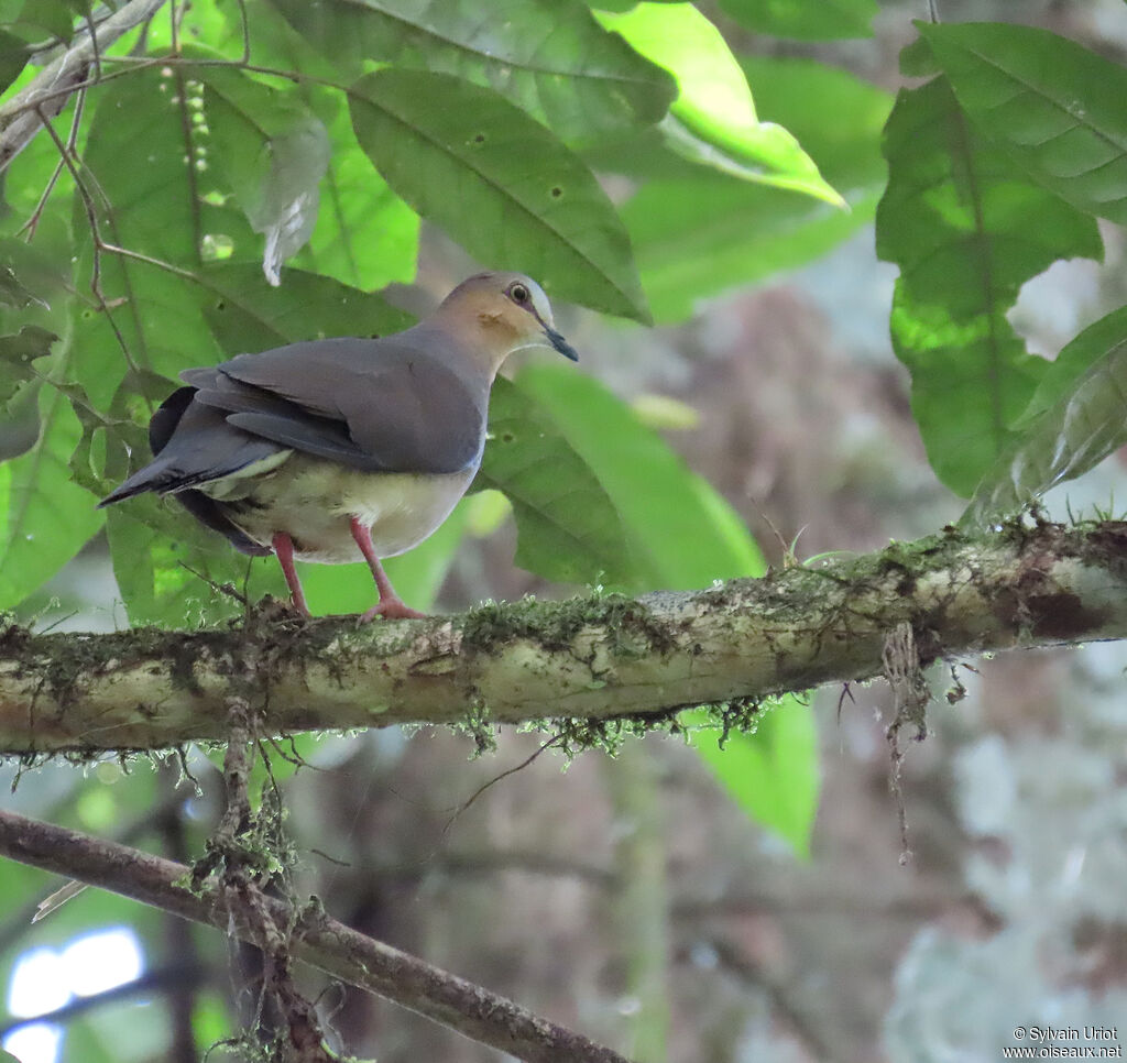 Colombe à front grisadulte