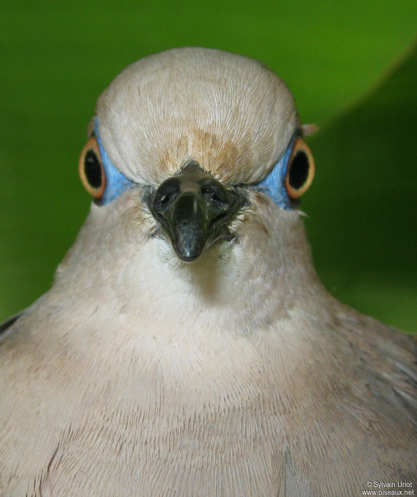 Colombe de Verreauxadulte