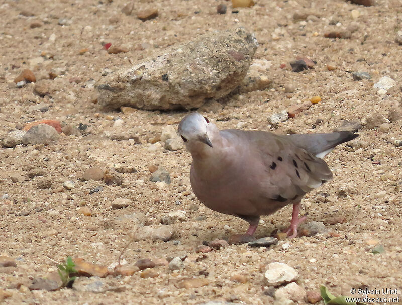 Plain-breasted Ground Dove male adult