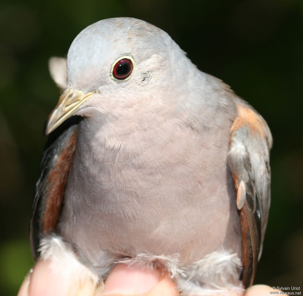 Plain-breasted Ground Dove male adult