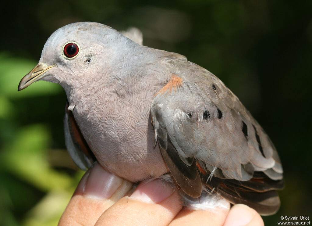 Plain-breasted Ground Dove male adult