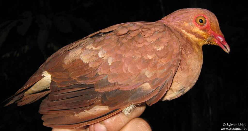 Ruddy Quail-Dove