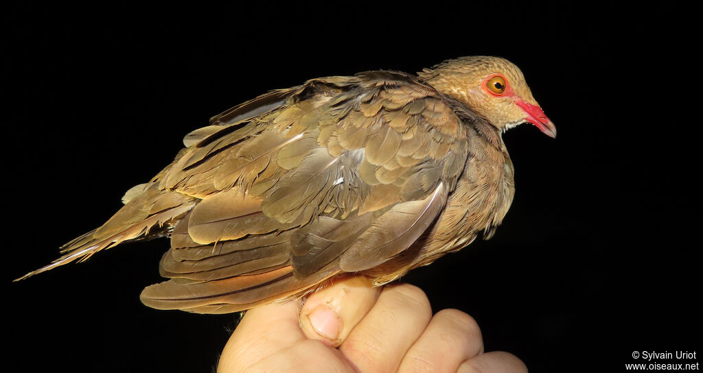 Colombe rouviolette femelle adulte