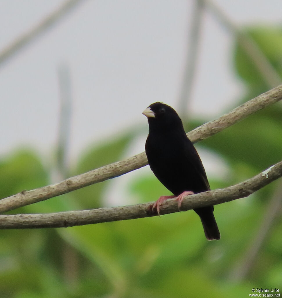 Village Indigobird male adult