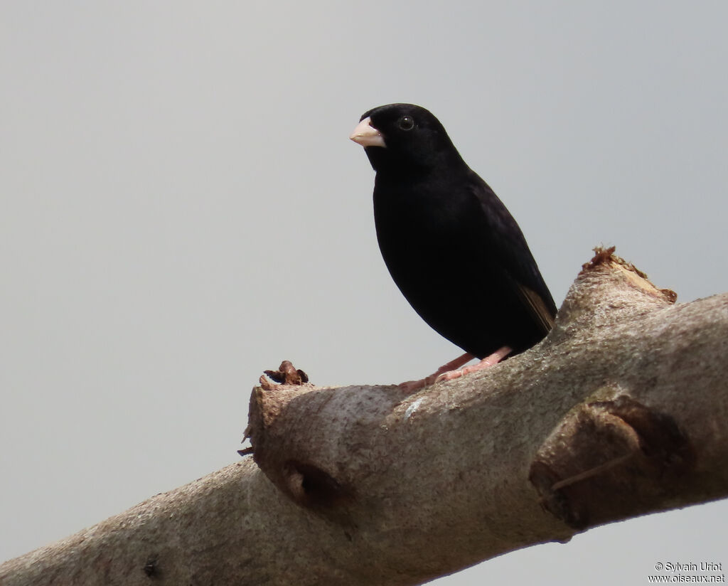 Village Indigobird male adult