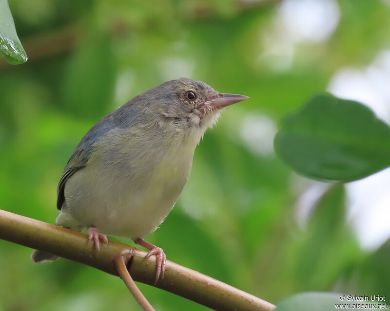 Conirostre bicoloreimmature