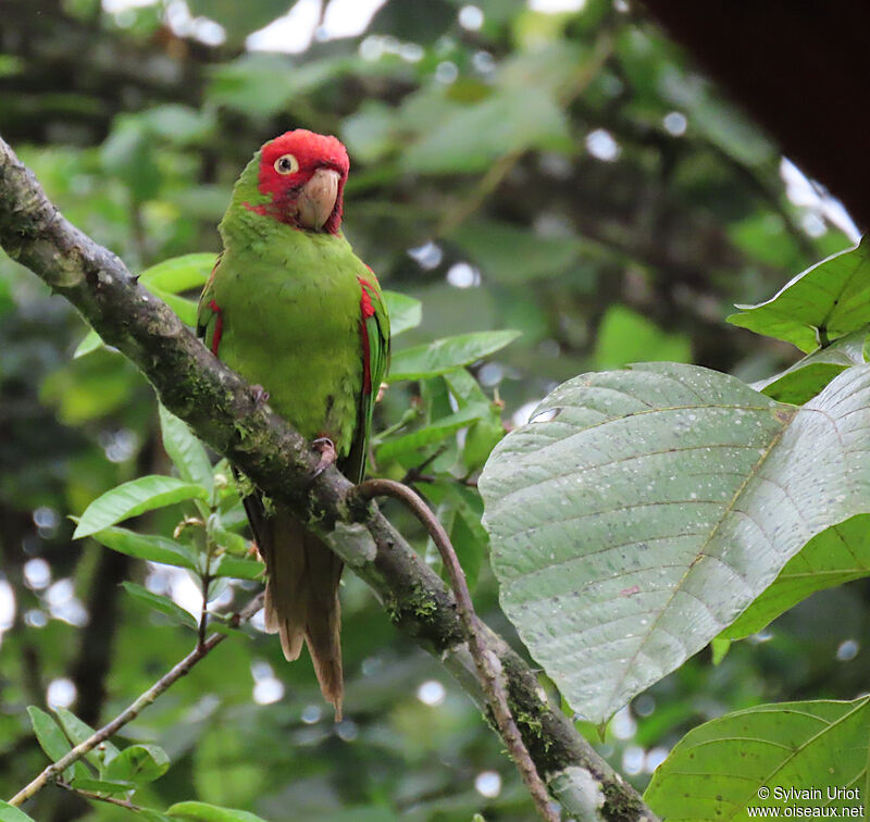 Conure à tête rougeadulte