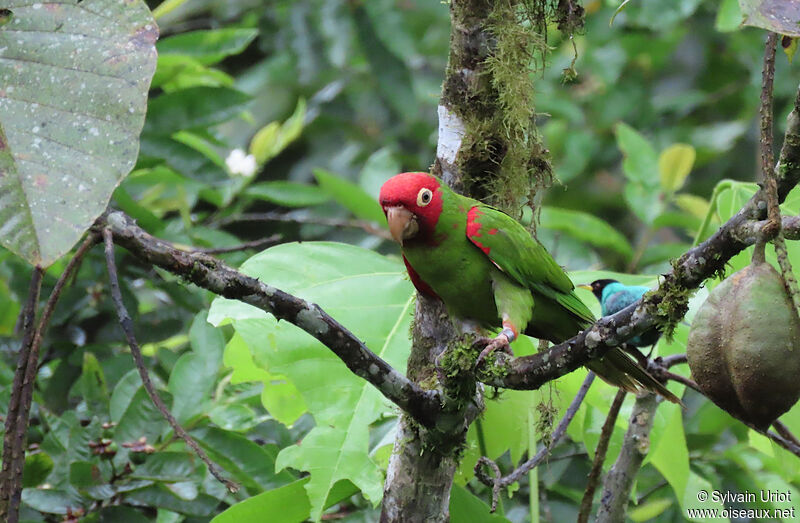 Red-masked Parakeetadult