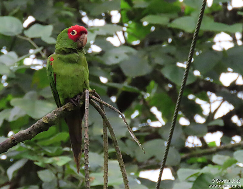 Red-masked Parakeet