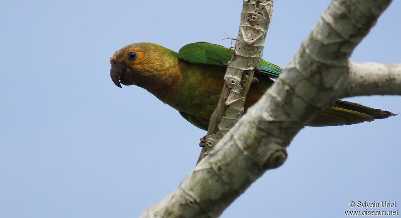 Conure cuivréeadulte