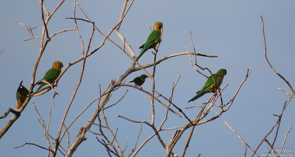 Conure cuivréeadulte