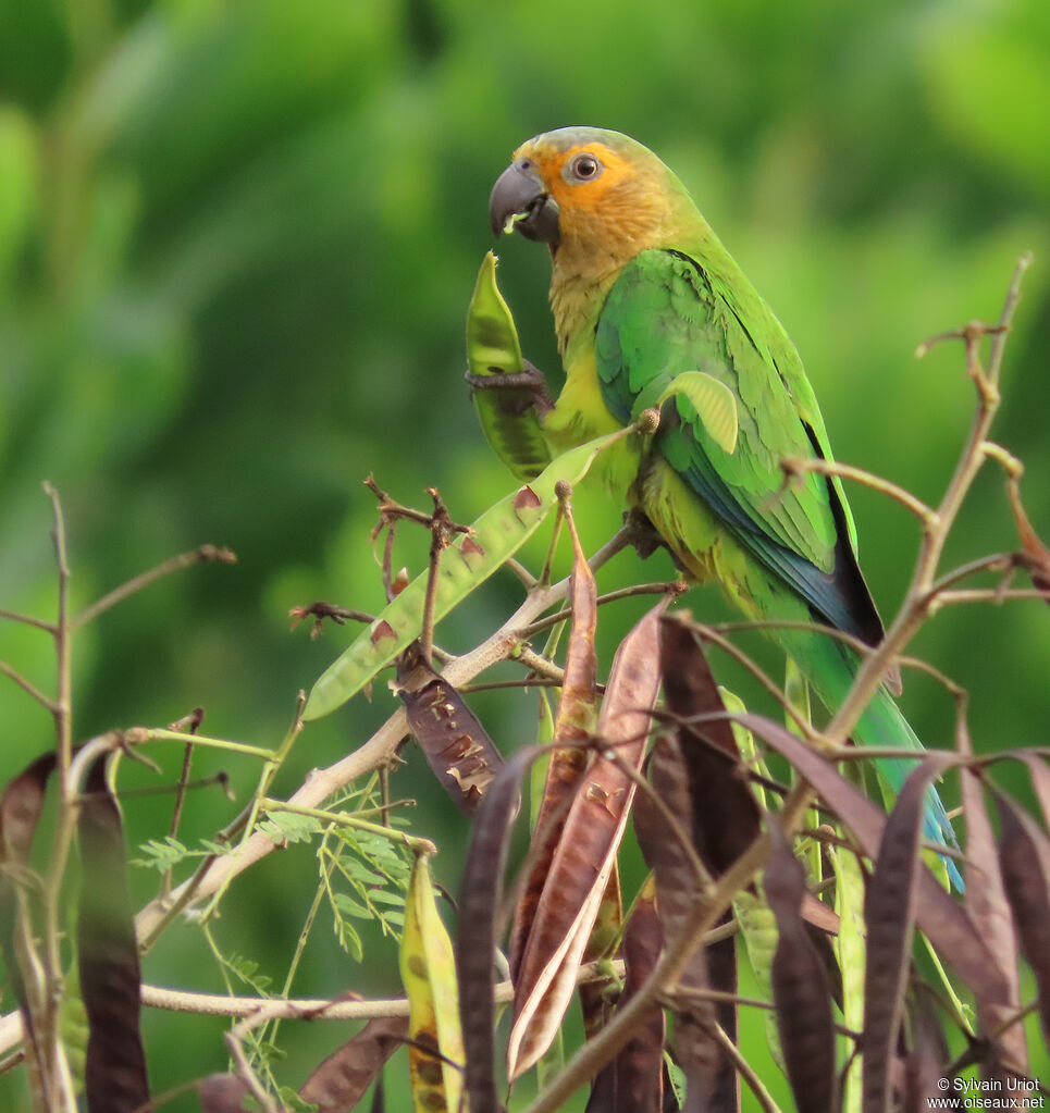 Conure cuivréeadulte