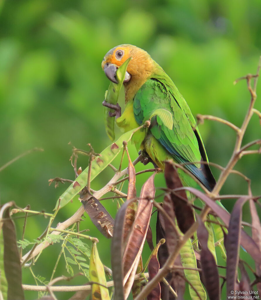 Conure cuivréeadulte