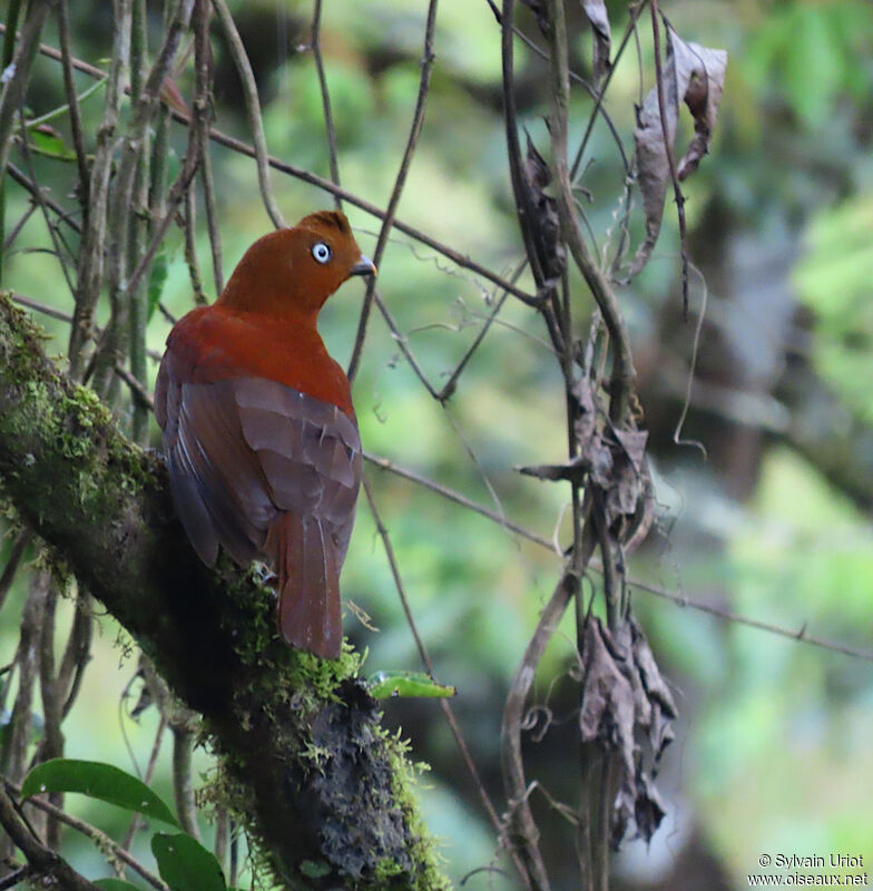 Andean Cock-of-the-rock female adult