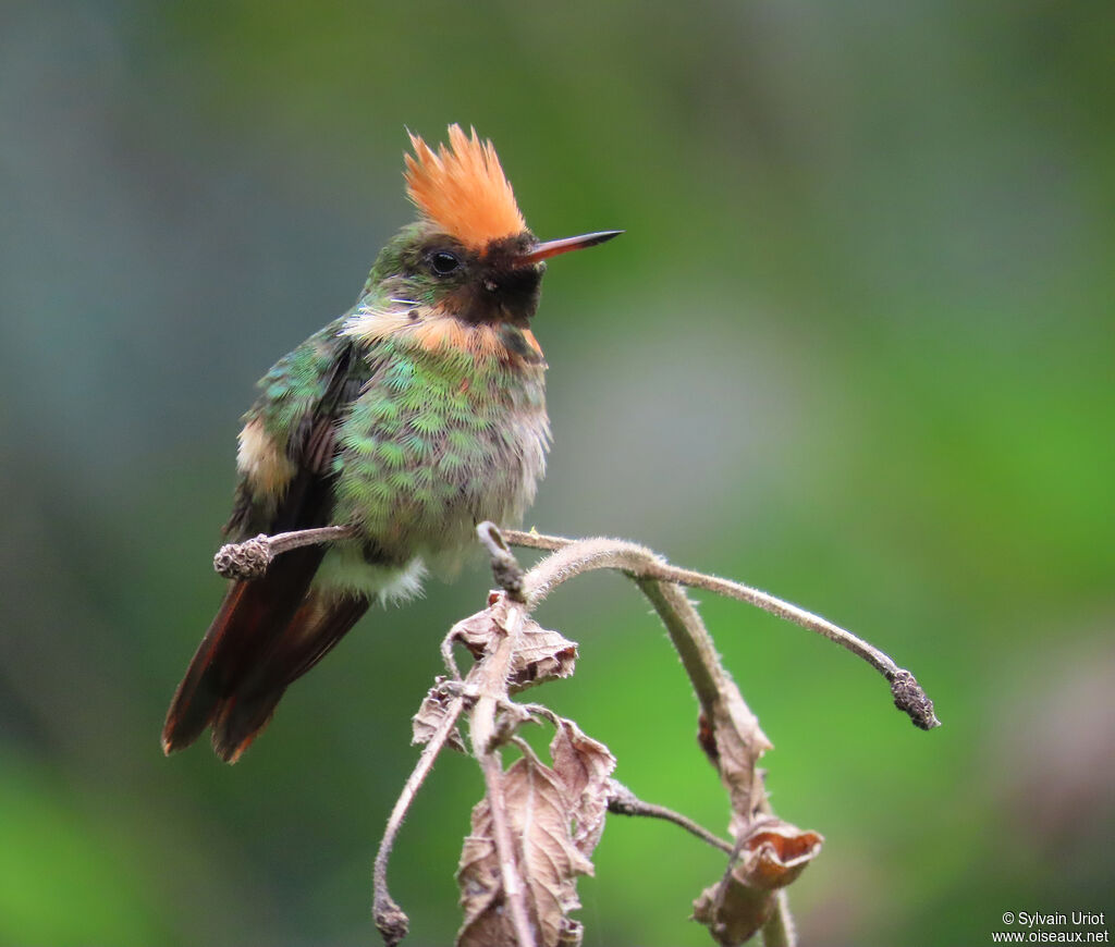 Coquette huppe-col mâle adulte