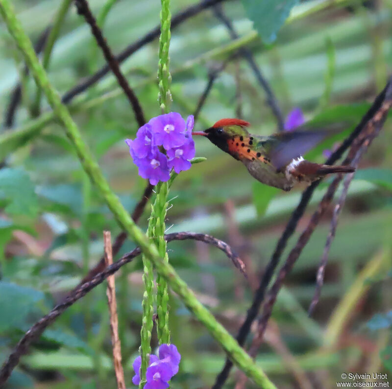 Tufted Coquette male adult