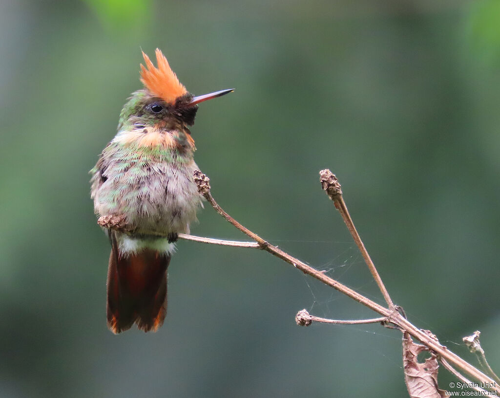 Coquette huppe-col mâle adulte