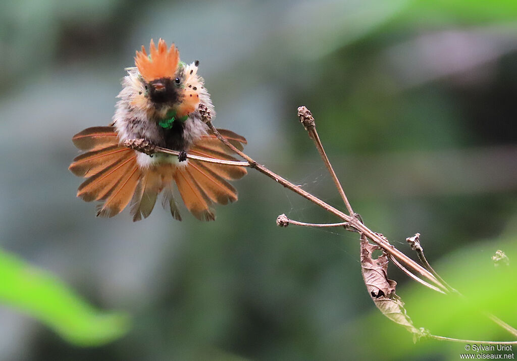 Coquette huppe-col mâle adulte