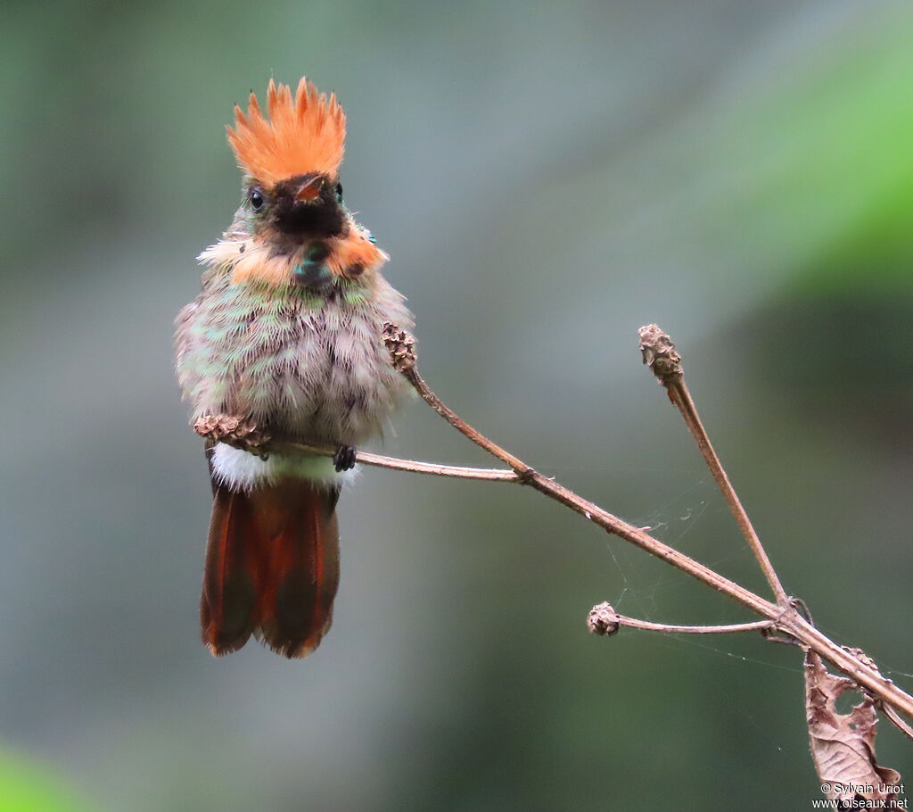 Coquette huppe-col mâle adulte