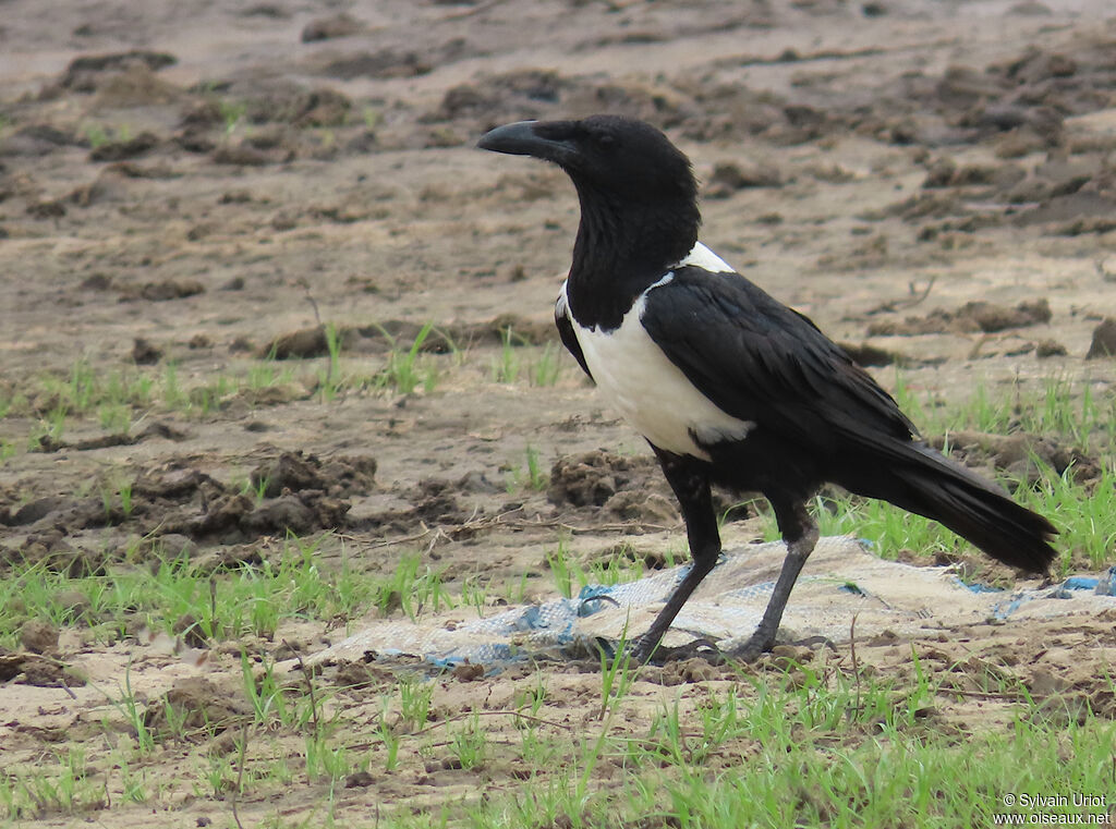 Pied Crowadult