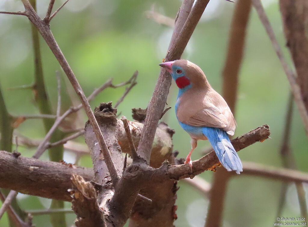 Cordonbleu à joues rouges mâle adulte