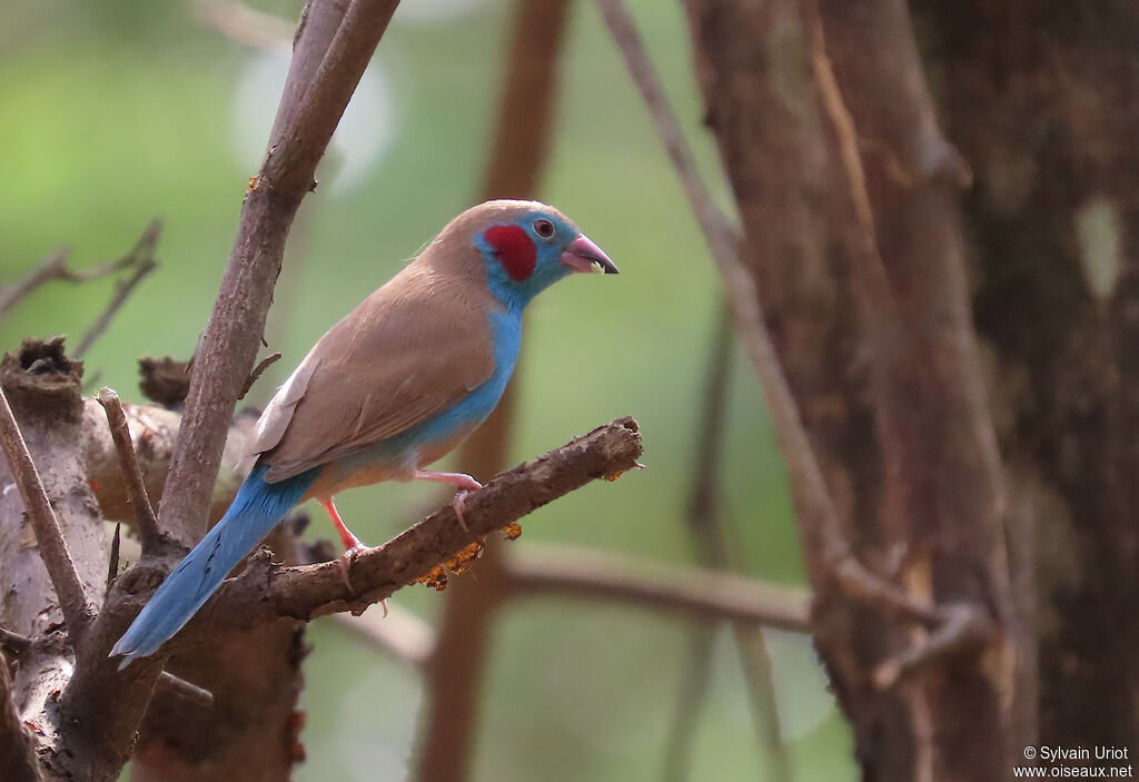 Cordonbleu à joues rouges mâle adulte
