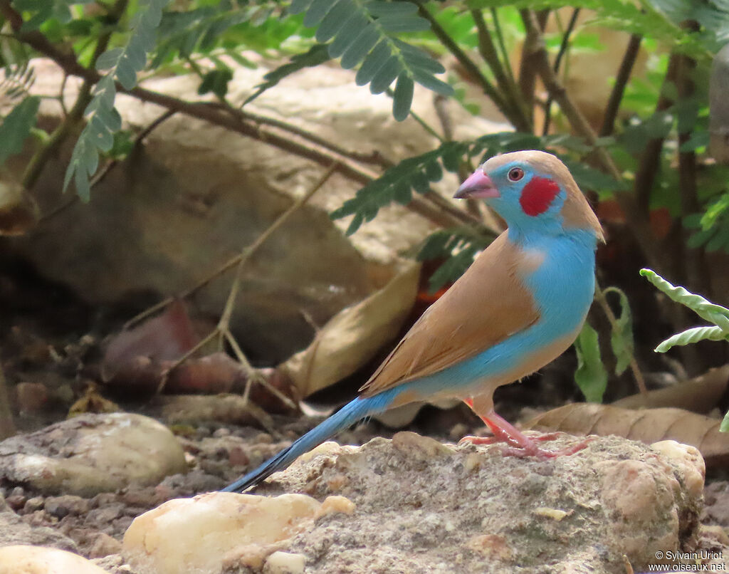 Cordonbleu à joues rouges mâle adulte